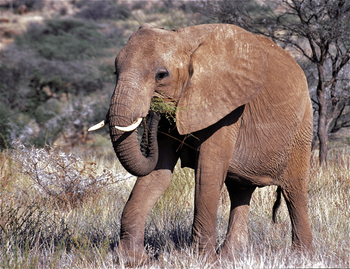 African elephant