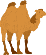 Camel