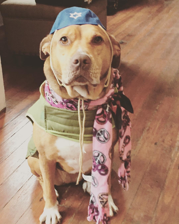 Clementine dresses for the seder