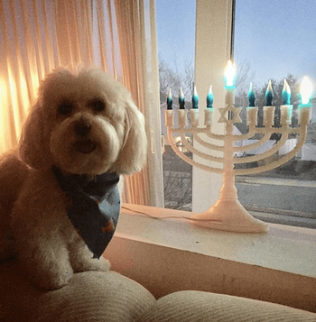 Dog and Menorah.