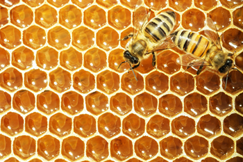 Honeycomb and bees