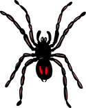 Spider