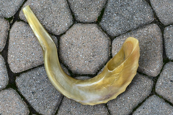 Shofar